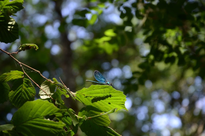 Demoiselle prenant un bain de soleil sur les rives du Cens. 18 juin 2022.Elise Asklund